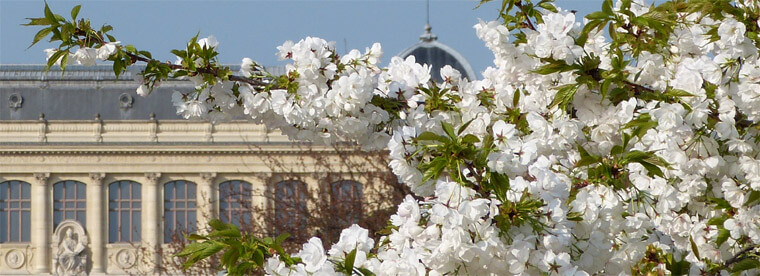 Le concept de ohanami (花見), ou contemplation des fleurs de cerisier est difficilement traduisible.
